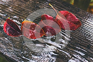 Autumn leaf under the rain 11