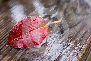 Autumn leaf under the rain 23