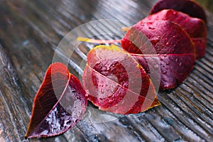 Autumn leaf under the rain 15