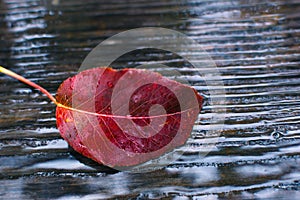 Autumn leaf under the rain 14