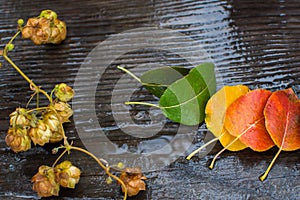 Autumn leaf under the rain