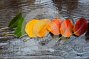 Autumn leaf under the rain 5