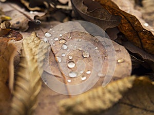 Autumn leaf with raindrop