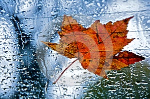 Autumn Leaf on Rainy Window