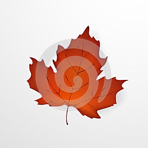 Autumn leaf. Realistic beautiful Autumn maple leaf isolated on a white background. Design concept for the websites
