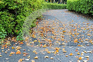 Autumn leaf on road in park,Japan