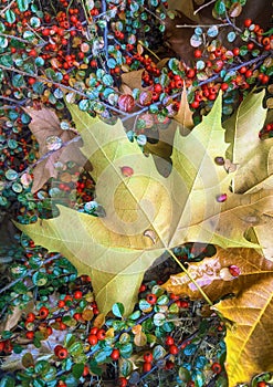 Autumn leaf on rosehips fruits background