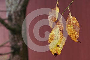 Autumn leaf of Salix caprea