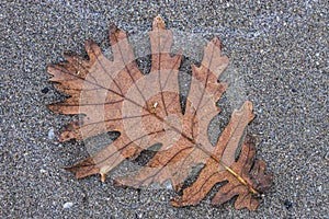 Autumn leaf on sand beach