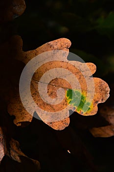 Autumn leaf of Scarlet Oak tree, latin name Quercus Coccinea