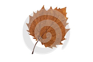 Autumn leaf with serrated margin isolated on white. Transparent png additional format