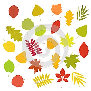 Autumn leaf set. Isolated vector image of Leaves of different trees.