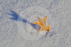 Autumn Leaf Shadow in the Snow