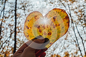 Autumn Leaf in Shape of Heart and Sunrays Going Through