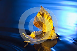 Autumn leaf ship in blue water