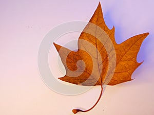 Autumn leaf, lighting photo