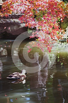 Autumn leaf and Spot-billed Duck