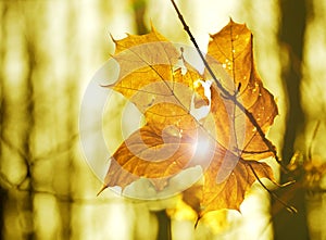 autumn leaf stuck in forest