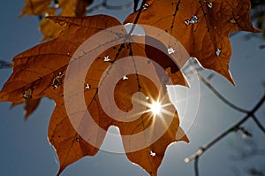Autumn leaf with sunstar