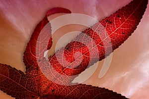 Detailed Macro of a Red Sweet Gum Leaf