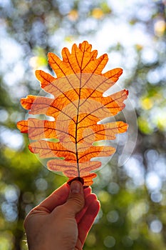 Autumn leaf swirl in hand and shining sun rays in the autumnal branches of trees in forest, fall season inspiration