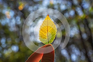 Autumn leaf swirl in hand and shining sun rays in the autumnal branches of trees in forest, fall season inspiration