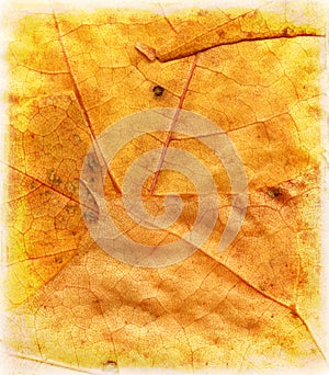 Autumn leaf texture