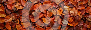 Autumn Leaf Texture Background, Colored Autumn Tree Leaves Pattern, Red Orange Foliage Banner, Fall Leaf