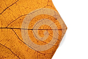 Autumn leaf texture close-up with veins