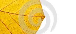 Autumn leaf texture close-up with veins banner format with copy space