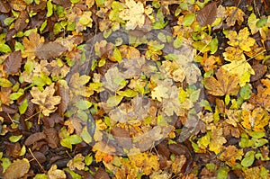 Autumn leaf texture.