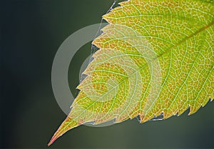 Autumn leaf, transparent against the background of the sun