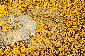 Autumn leaf/tree with beautiful nature in New Zealand