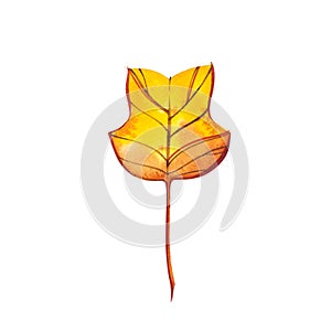 Autumn leaf - Tuliptree. Autumn maple leaf isolated on a white background. Watercolor illustration.