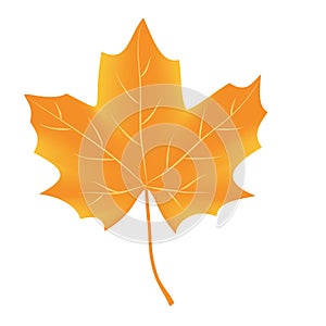 Autumn leaf vector