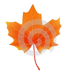 Autumn leaf vector