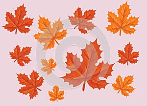 Autumn Leaf Vector Art Isolated