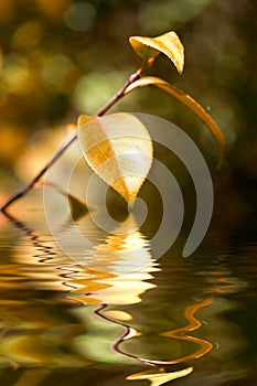 Autumn leaf with water reflex background