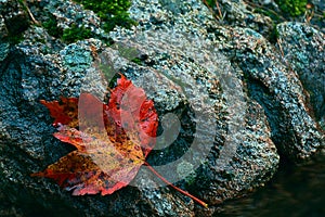 Autumn leaf by water's edge