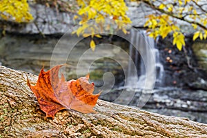Autumn Leaf and Waterfall