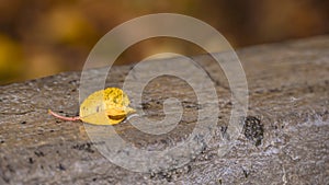 Autumn leaf on a wet surface