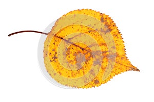 Autumn leaf on white