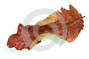 Autumn leaf on white background