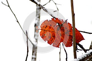 autumn leaf in winter on a branch