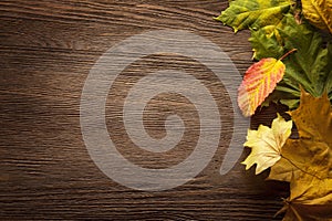 Autumn leaf on wood background