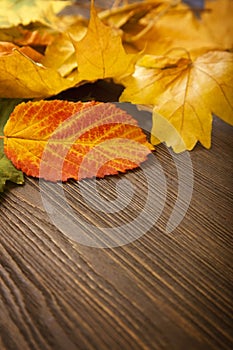 Autumn leaf on wood background