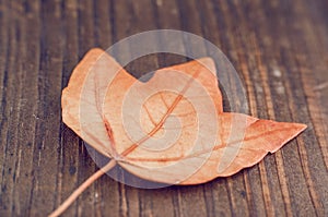Autumn leaf on wood background closeup