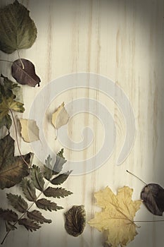 Autumn leaf on wood background (top view)