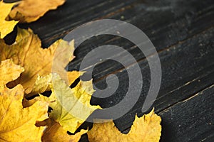 Autumn leaf on wood black background