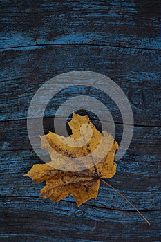 autumn leaf on wood blue background (top view) orange leaf on ol